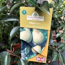 Pear Tree Beth (Quince A) - image 1