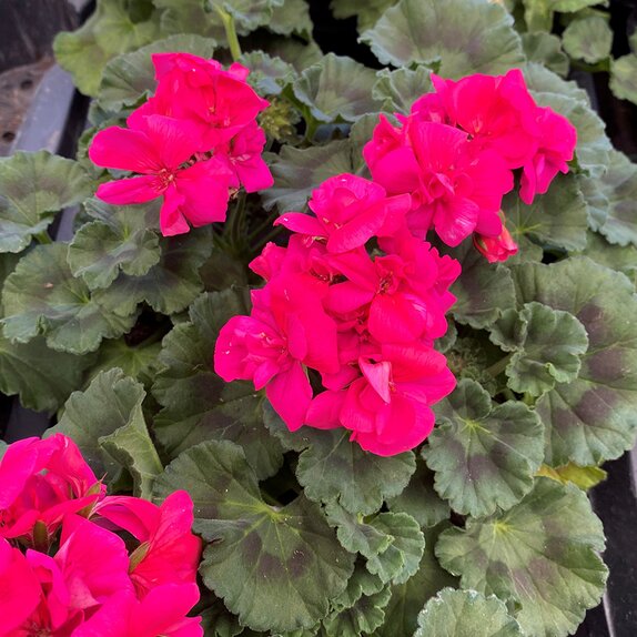 Pelargonium (Geranium upright) LongLife Hot Pink