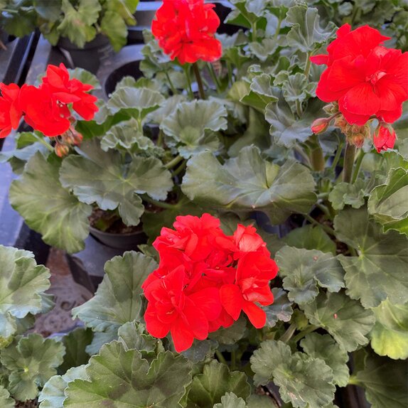 Pelargonium (Geranium upright) LongLife Orange