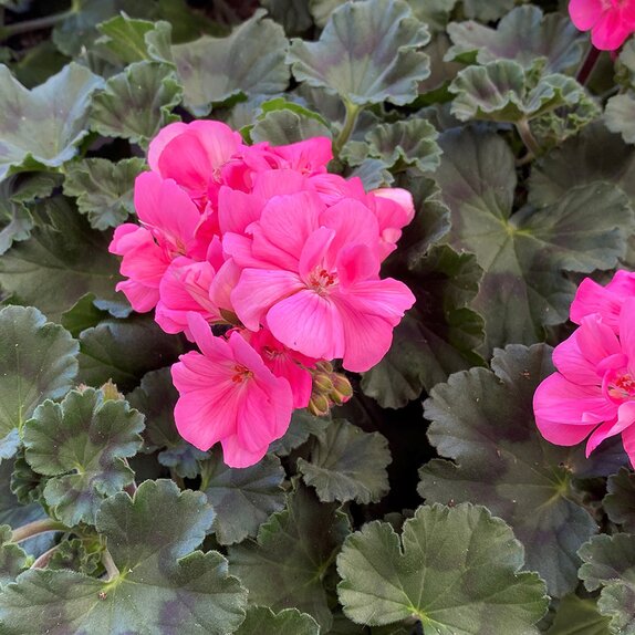 Pelargonium (Geranium upright) LongLife Pink