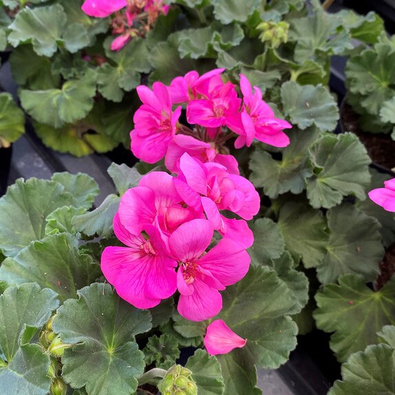 Pelargonium (Geranium upright) LongLife Purple