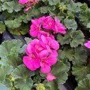 Pelargonium (Geranium upright) LongLife Purple