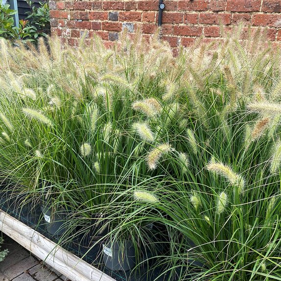 Pennisetum al. Hameln - image 1