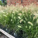 Pennisetum al. Hameln - image 1