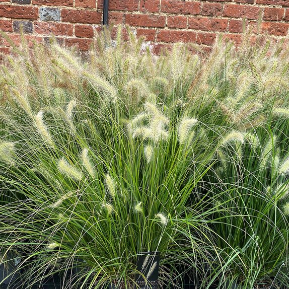Pennisetum al. Hameln - image 2