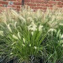 Pennisetum al. Hameln - image 2