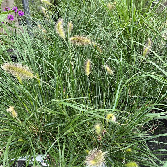 Pennisetum alopecuroides 'Hameln'