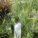 Pennisetum alopecuroides 'Moudry'