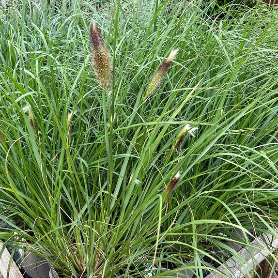 Pennisetum alopecuroides 'Purple Fountain'