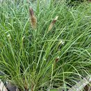 Pennisetum alopecuroides 'Purple Fountain'