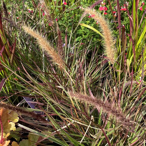 Pennisetum Cherry Sparkler - image 1