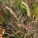 Pennisetum Cherry Sparkler - image 1