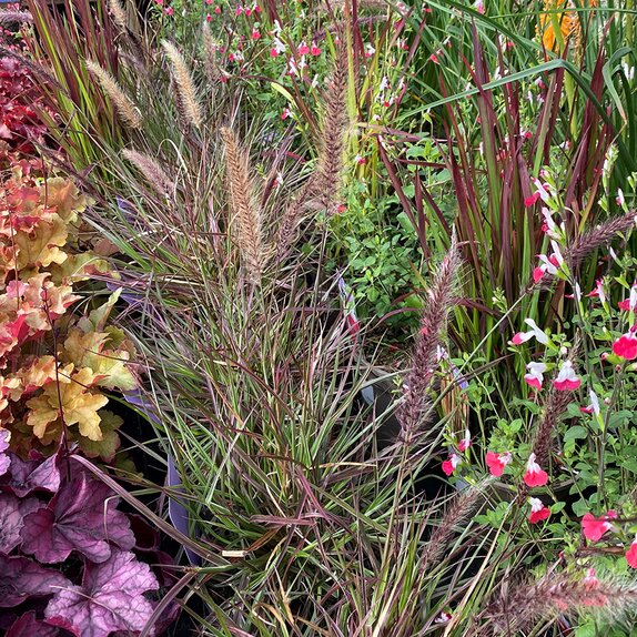 Pennisetum Cherry Sparkler - image 2