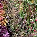 Pennisetum Cherry Sparkler - image 2