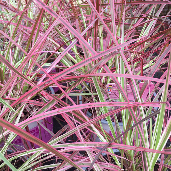 Pennisetum Fireworks - image 3