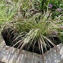 Pennisetum Fireworks - image 4
