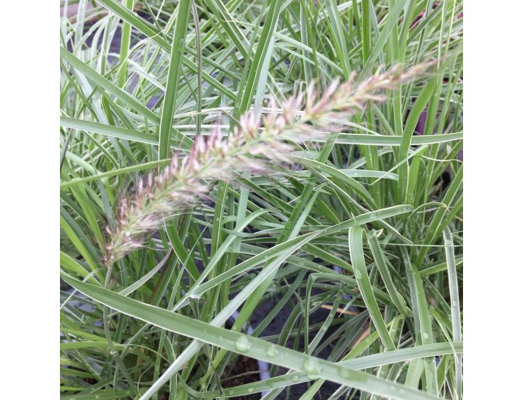 Pennisetum Sky Rocket 