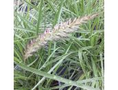 Pennisetum Sky Rocket 