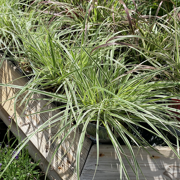Pennisetum Sky Rocket