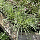 Pennisetum Sky Rocket