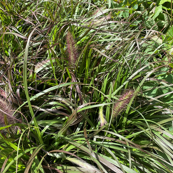 Pennisetum Fireworks - image 1