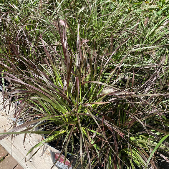 Pennisetum Fireworks - image 2