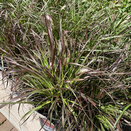 Pennisetum Fireworks - image 2