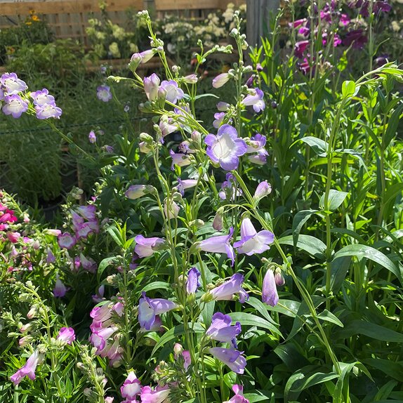 Penstemon Alice Hindley