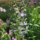 Penstemon Alice Hindley