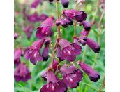 Penstemon Blackbird