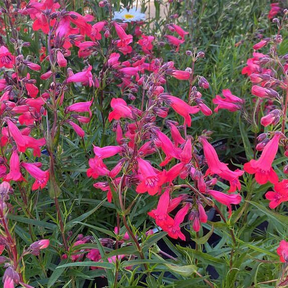 Penstemon  'FIREBIRD'
