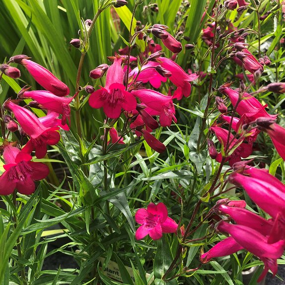 Penstemon Garnet