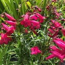 Penstemon Garnet