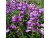 Penstemon Pensham Czar