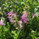 Penstemon Pensham 'Laura'
