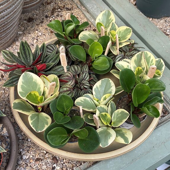 Peperomia mix