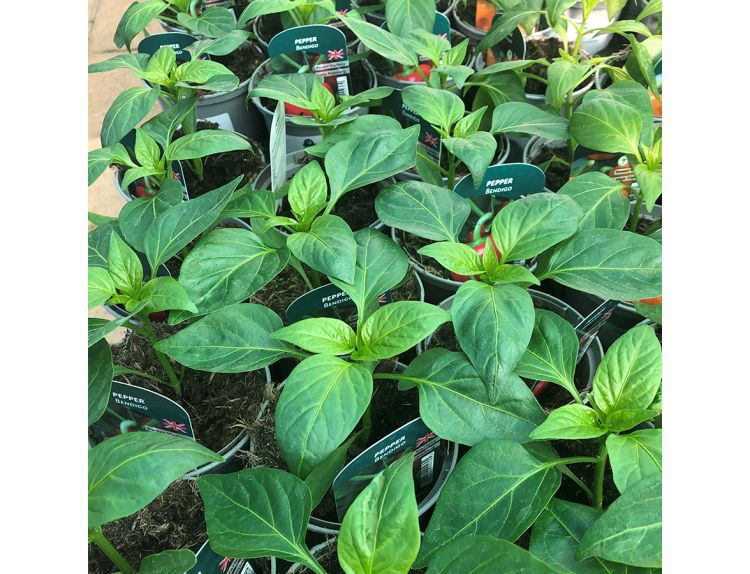 Pepper Plant Bendigo 9cm pot