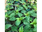 Pepper Plant Bendigo 9cm pot