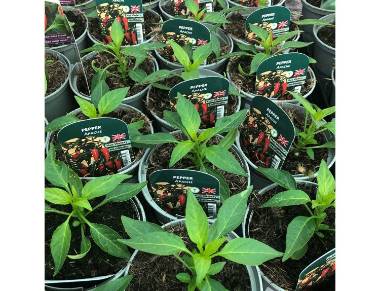 Pepper Plant Chilli Apache 8.5cm pot
