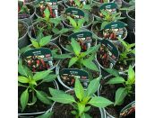Pepper Plant Chilli Apache 8.5cm pot