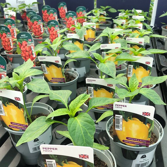 Pepper Plant Fiesta 9cm pot