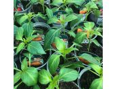 Pepper Plant Mohawk 9cm pot