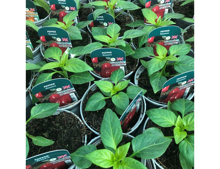 Pepper Plant Redskin 9cm pot