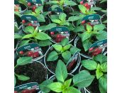 Pepper Plant Redskin 9cm pot