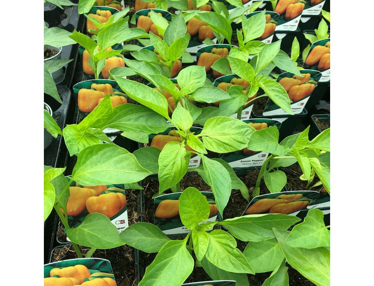 Pepper Plant Sweet Yellow Bell 8.5cm pot