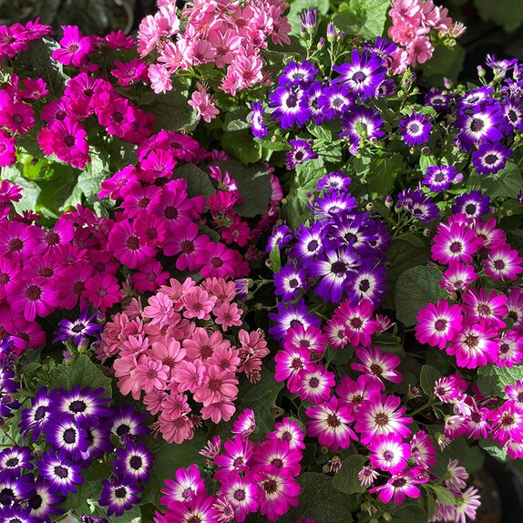 Pericallis (Senetti) Mandala Mix 13cm pot