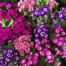 Pericallis (Senetti) Mandala Mix 13cm pot