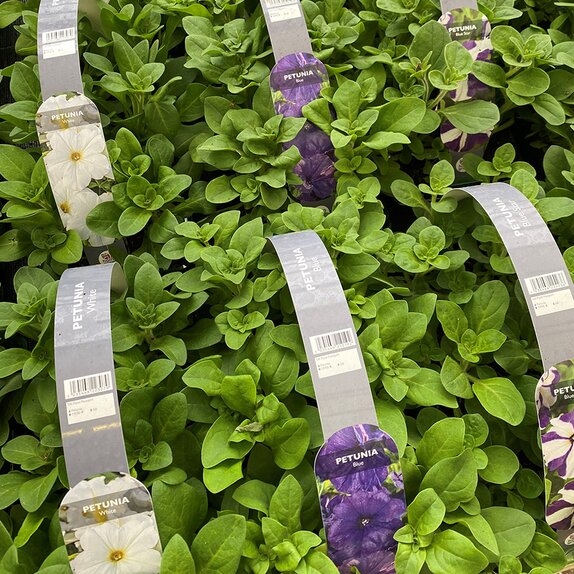 Petunia Blue 6 pack