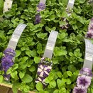 Petunia Blue Star 6 pack