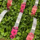 Petunia Burgundy 6 pack